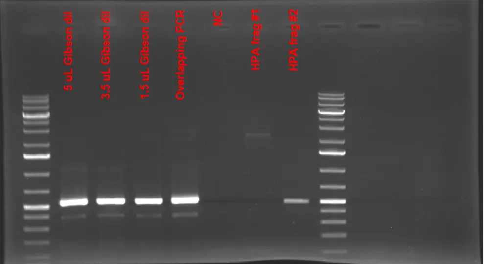 1% Agarose Gel Electrophoresis Results of Gibson Reaction Products used to assemble individual HPA fragments