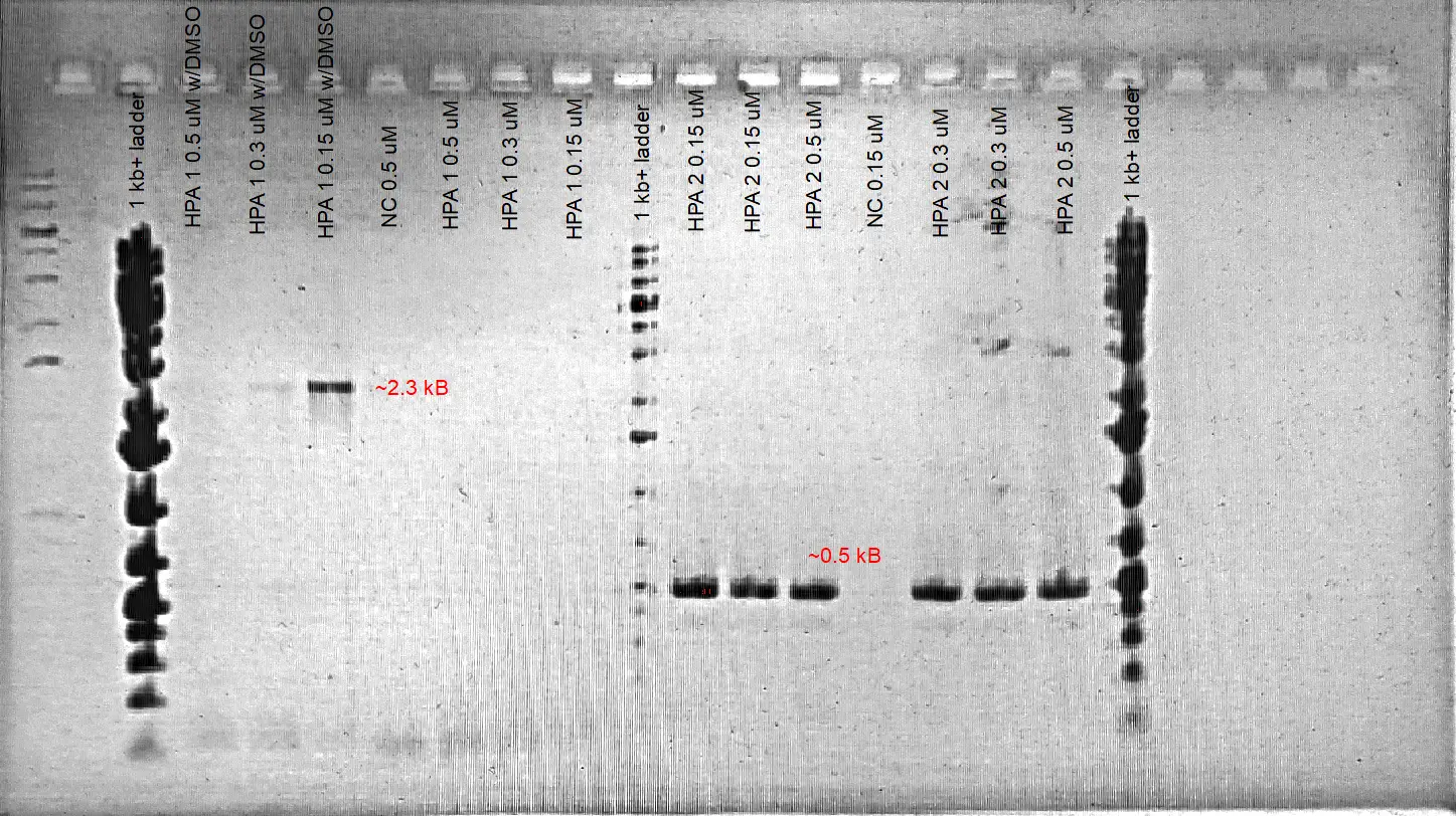 1% Agarose Gel Electrophoresis Results of HPA Fragments #1 and #2