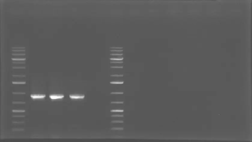 1% Agarose Gel Electrophoresis Results of GFP + B0015 term sequence