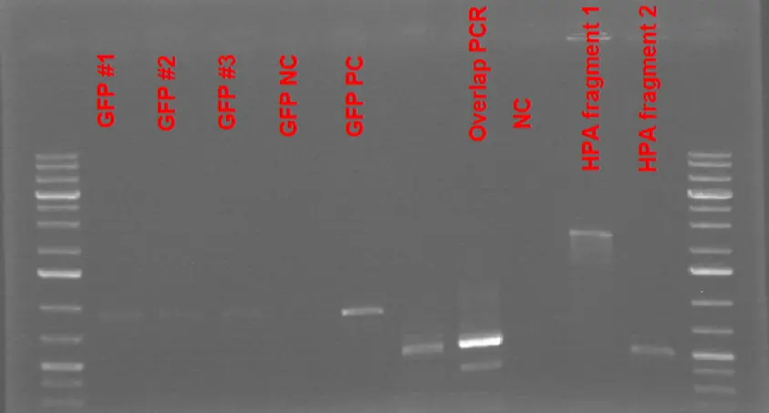 1% Agarose Gel Electrophoresis Results of GFP + B0015 term sequence along with the overlap PCR reaction to assemble 2 HPA fragments