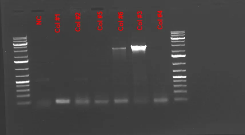 1% Agarose Gel Electrophoresis Results of the Colony PCR to screen for the HPA insert